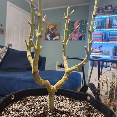 Princess Puff growlog timeline photo