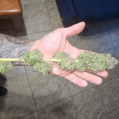 Princess Puff growlog timeline photo