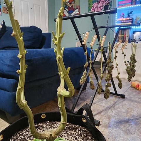 Spliffy Kong growlog timeline photo
