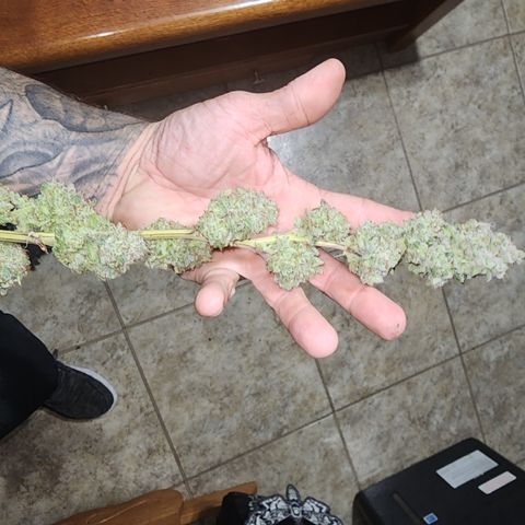 Spliffy Kong growlog timeline photo
