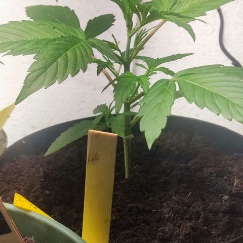 Sticky Orange XXL Auto growlog photo: weiterhin sehr guter und schneller Wuchs, dünge mit TNT 5ml auf 1L ca alle 2 Tage ein wenig gießen 