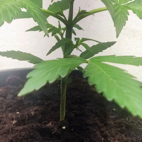 Sticky Orange XXL Auto growlog photo: weiterhin sehr guter und schneller Wuchs, dünge mit TNT 5ml auf 1L ca alle 2 Tage ein wenig gießen 