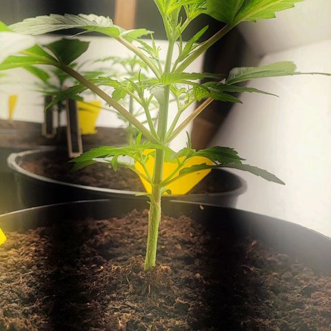 Sticky Orange XXL Auto growlog timeline photo