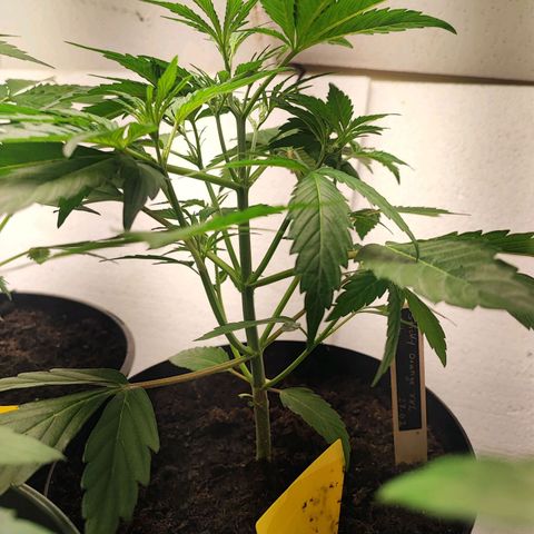 Sticky Orange XXL Auto growlog timeline photo