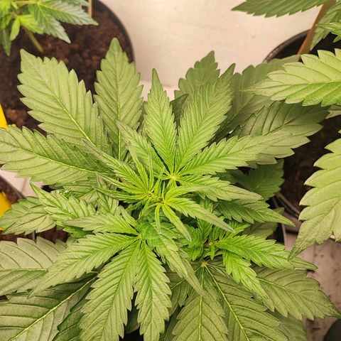 Sticky Orange XXL Auto growlog timeline photo