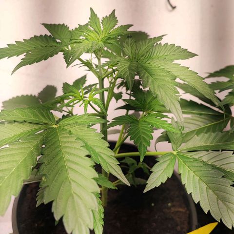 Sticky Orange XXL Auto growlog timeline photo