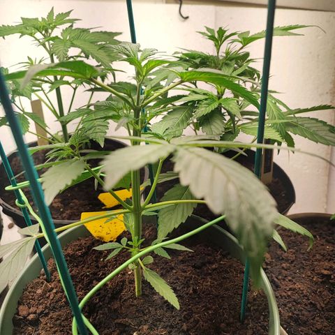Sticky Orange XXL Auto growlog timeline photo