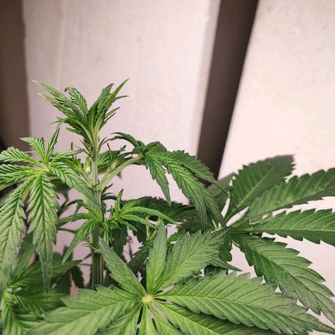Sticky Orange XXL Auto growlog timeline photo