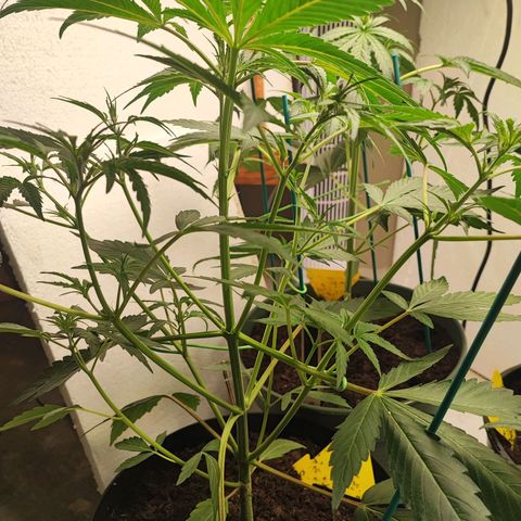 Sticky Orange XXL Auto growlog timeline photo
