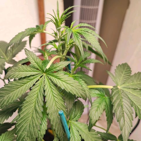 Sticky Orange XXL Auto growlog timeline photo
