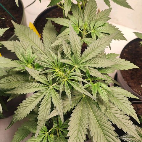 Sticky Orange XXL Auto growlog timeline photo
