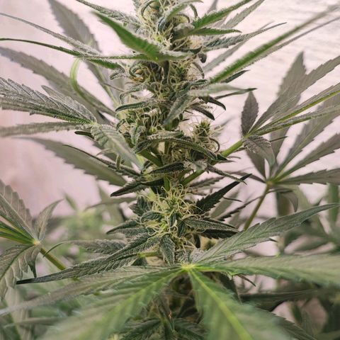 Sticky Orange XXL Auto growlog timeline photo