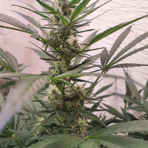 Sticky Orange XXL Auto growlog timeline photo