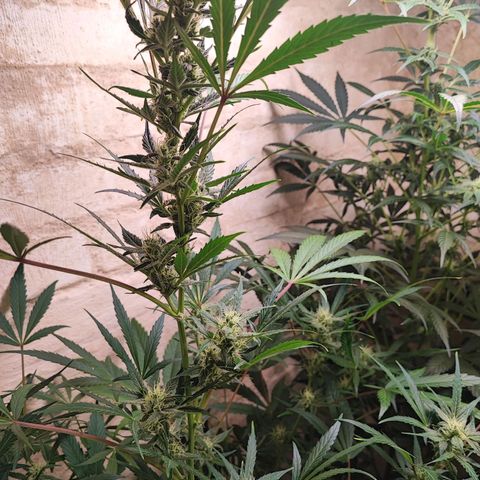 Sticky Orange XXL Auto growlog timeline photo