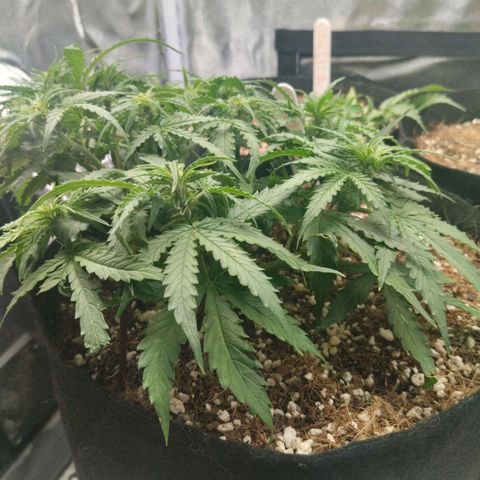 Milky Way growlog timeline photo