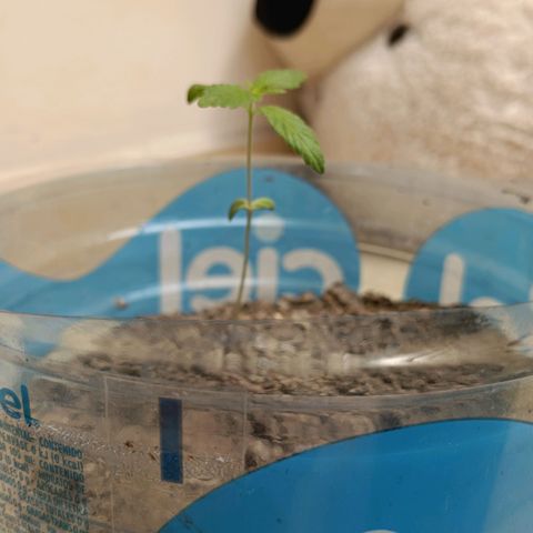 A  CALLIDORA  growlog timeline photo