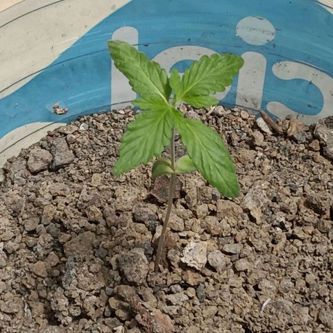A  CALLIDORA  growlog timeline photo