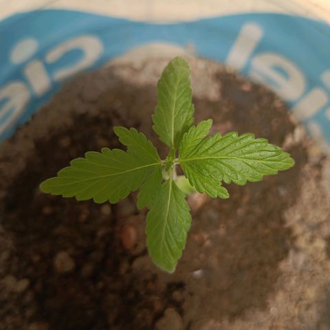 A  CALLIDORA  growlog timeline photo