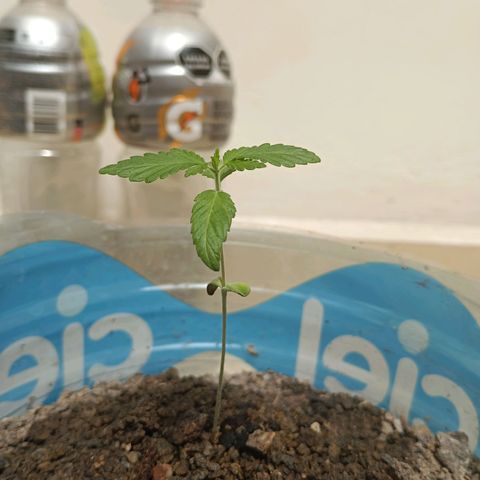 A  CALLIDORA  growlog timeline photo