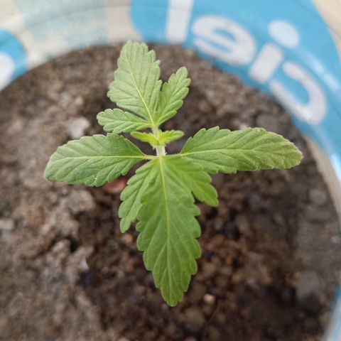 A  CALLIDORA  growlog timeline photo