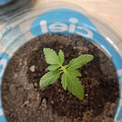A  CALLIDORA  growlog timeline photo