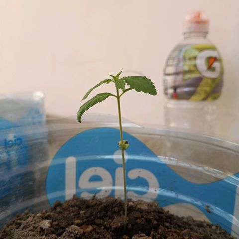 A  CALLIDORA  growlog timeline photo