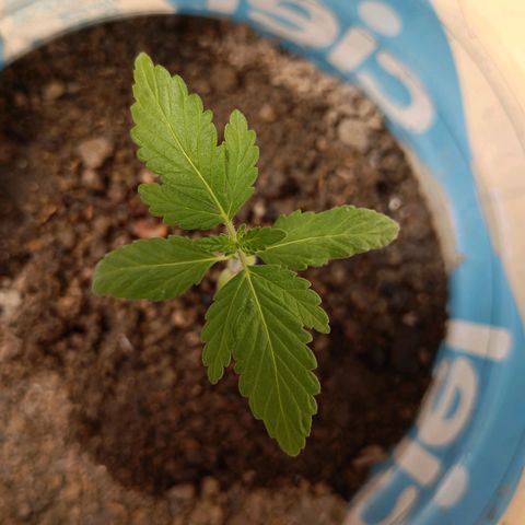 A  CALLIDORA  growlog timeline photo