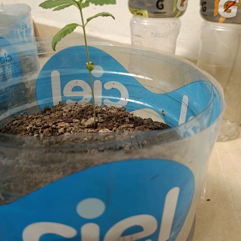 A  CALLIDORA  growlog timeline photo