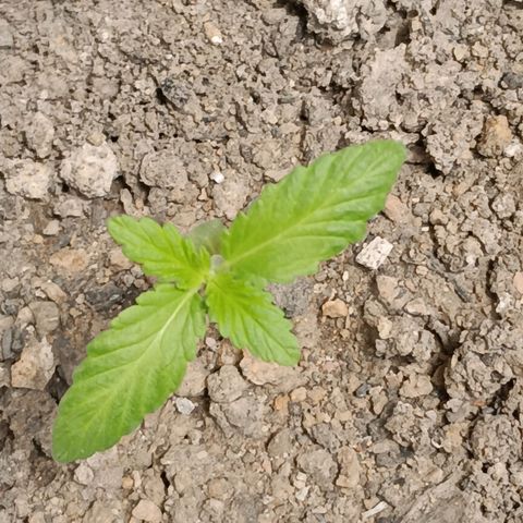 B MAEVE  growlog timeline photo