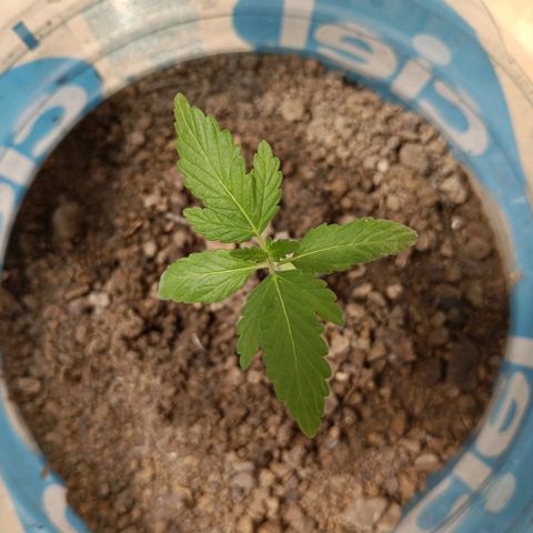 A  CALLIDORA  growlog timeline photo