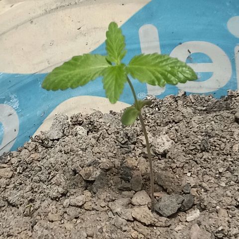 B MAEVE  growlog timeline photo