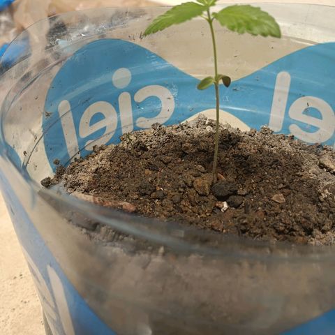 B MAEVE  growlog timeline photo