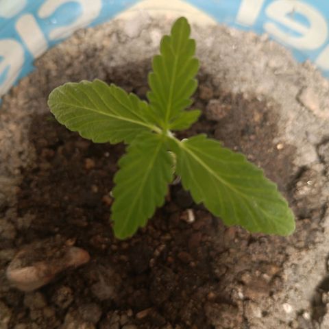 B MAEVE  growlog timeline photo
