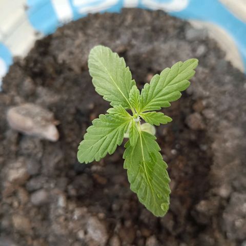B MAEVE  growlog timeline photo