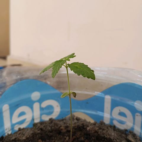 B MAEVE  growlog timeline photo