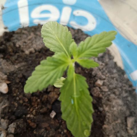 B MAEVE  growlog timeline photo