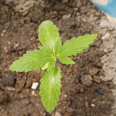 B MAEVE  growlog timeline photo