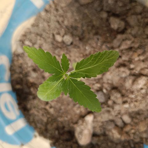 B MAEVE  growlog timeline photo