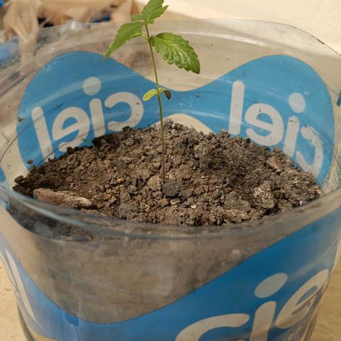 B MAEVE  growlog timeline photo