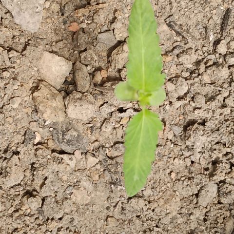 C  LURLINE  growlog timeline photo