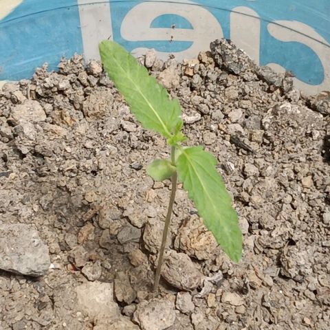 C  LURLINE  growlog timeline photo