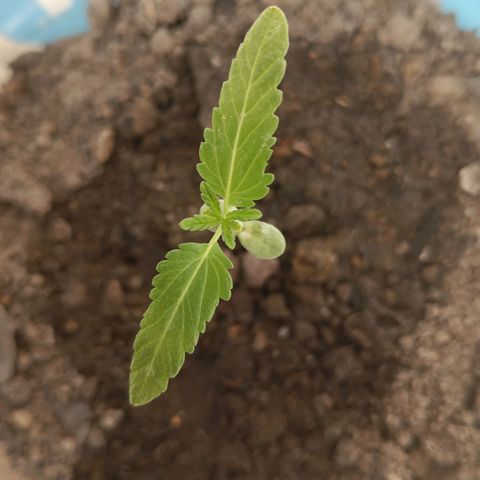 C  LURLINE  growlog timeline photo