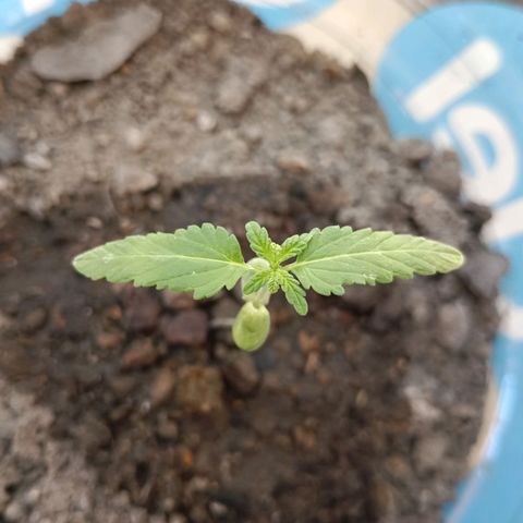 C  LURLINE  growlog timeline photo