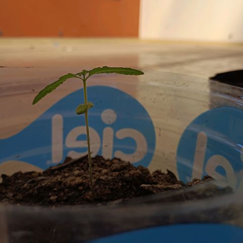 C  LURLINE  growlog timeline photo