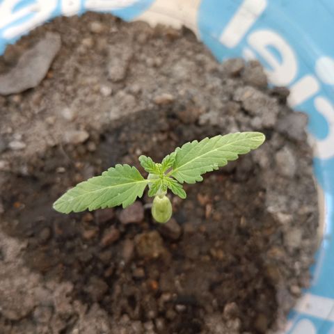 C  LURLINE  growlog timeline photo