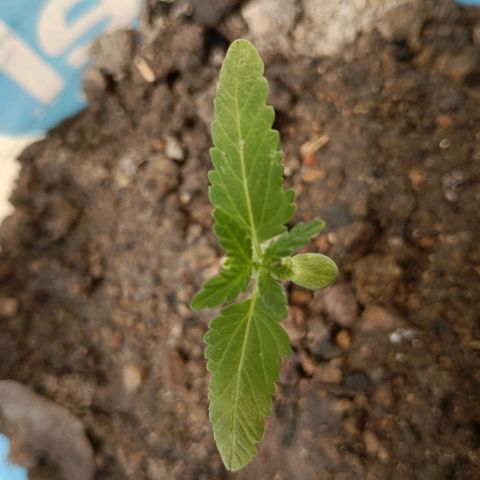 C  LURLINE  growlog timeline photo