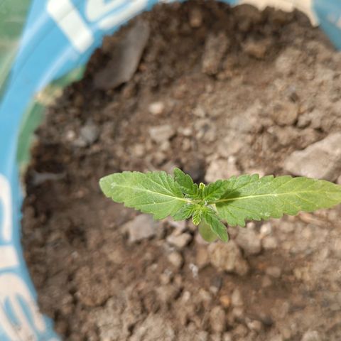 C  LURLINE  growlog timeline photo