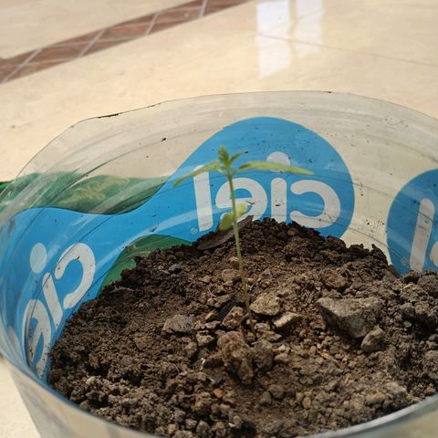 C  LURLINE  growlog timeline photo