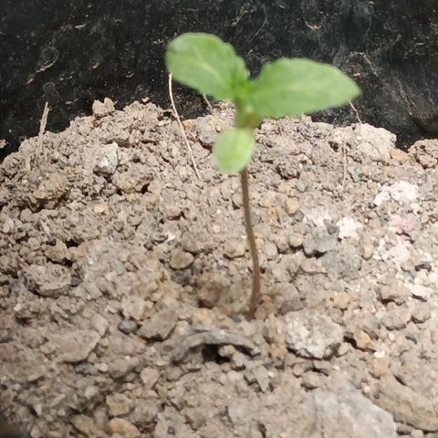 D  SELENE  growlog timeline photo