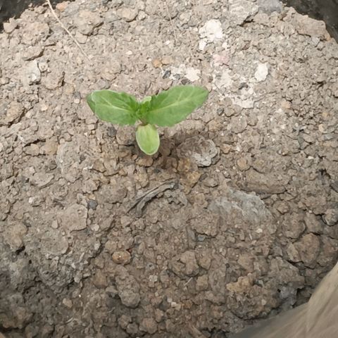 D  SELENE  growlog timeline photo